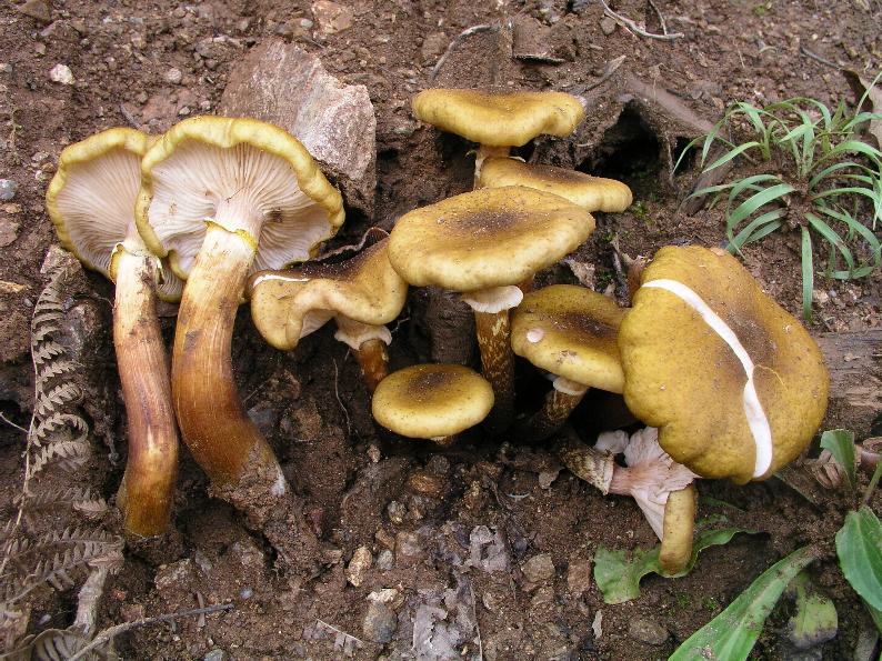 armillaria mellea